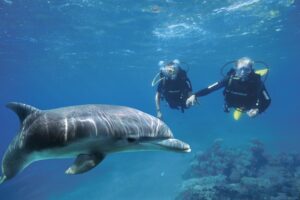 The Dolphin Reef in eilat israel