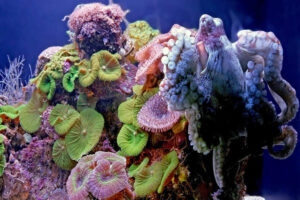 underwater corals in eilat israel