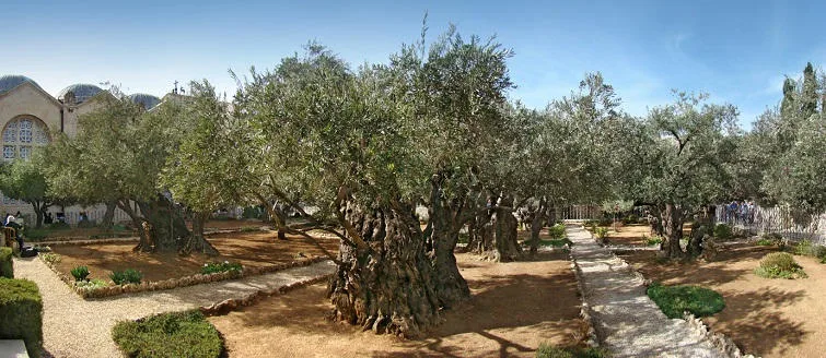 Garden of Gethsemane Jerusalem israel