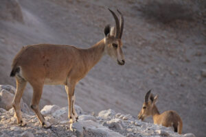 ibexes in ein gedi