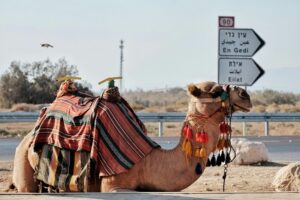 a camel sitting near the dead sea