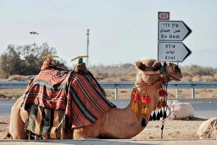 a camel sitting near the dead sea