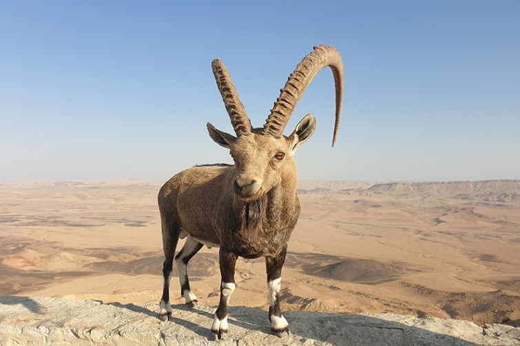 ibex at ramon crater