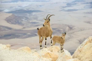 ibexes standing on the edge of mitzpe ramon crater in israel