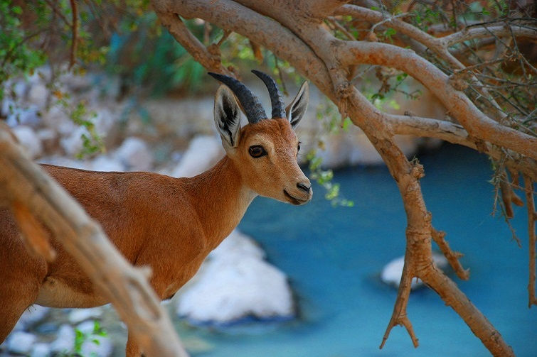 ibexes in ein gedi israel