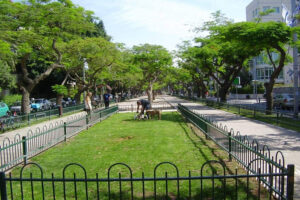 Rothschild Boulevard in Tel Aviv