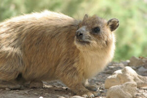 hyraxes in ein gedi